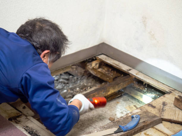 Best Mold Remediation Services  in Edgewood, MD