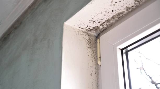 Best Emergency Mold Removal  in Edgewood, MD