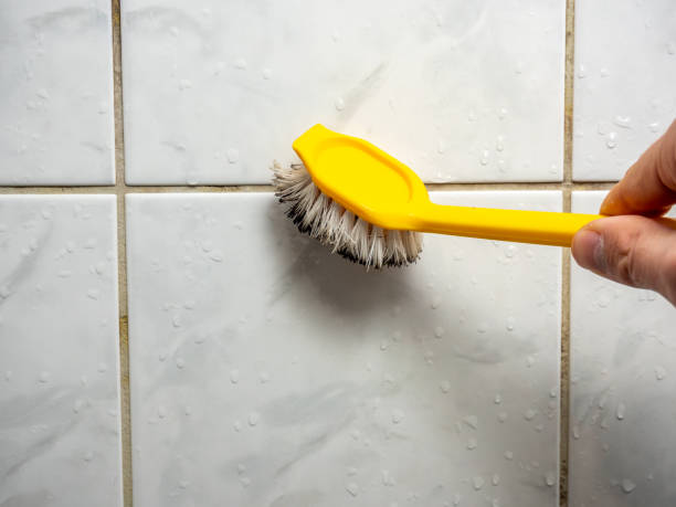Trusted Edgewood, MD Mold Removal Experts