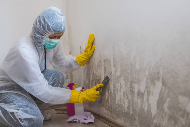 Best Attic Mold Removal  in Edgewood, MD