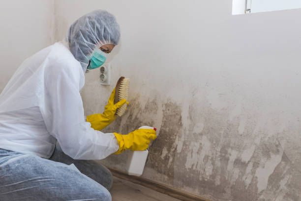 Mold Testing and Removal in Edgewood, MD
