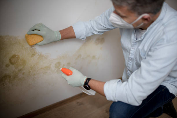 Best Mold Remediation Experts  in Edgewood, MD
