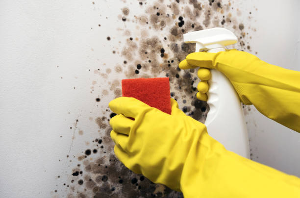 Best Best Mold Removal Companies  in Edgewood, MD