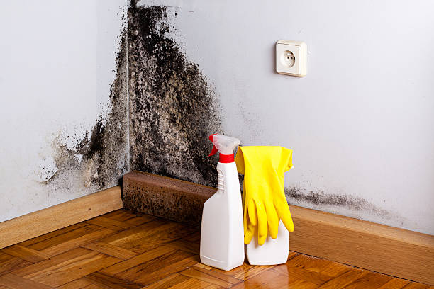 Best Commercial Mold Removal  in Edgewood, MD