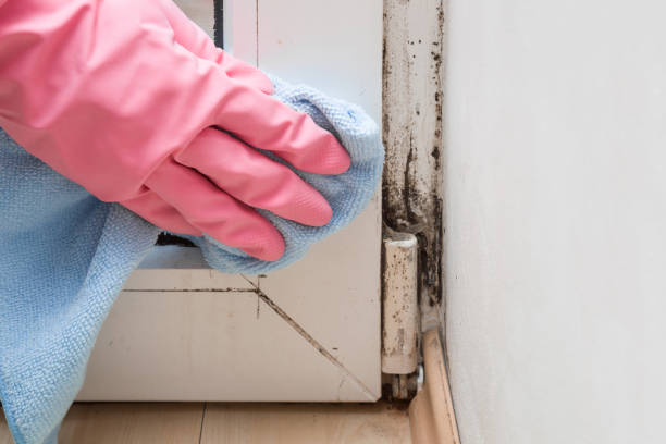 Best Same-Day Mold Removal  in Edgewood, MD