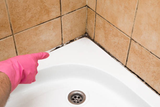 Best Toxic Mold Removal  in Edgewood, MD