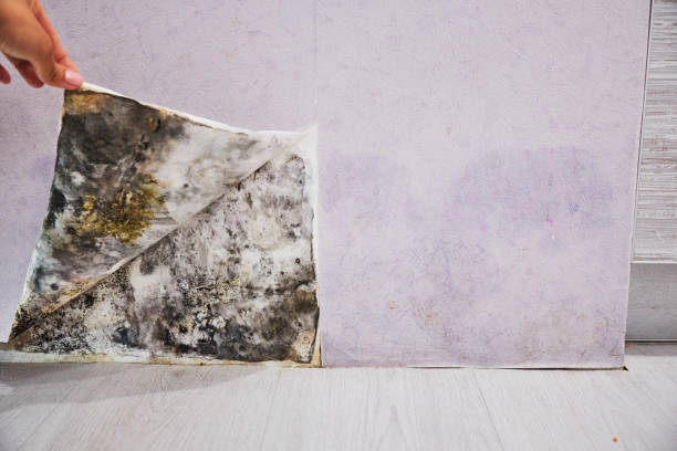 Best Residential Mold Removal  in Edgewood, MD
